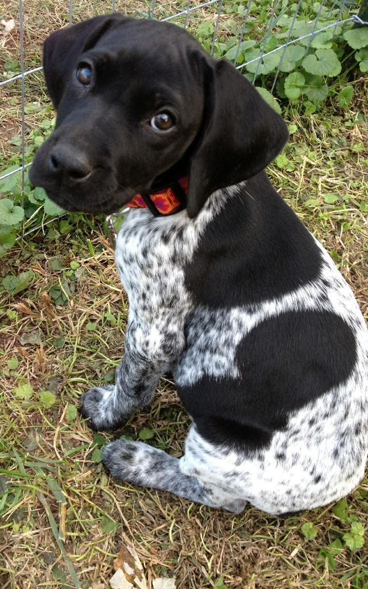 Black And White German Shorthaired Pointer. Black German Shorthair Pointer. Dogs, Pointer puppies, Puppies