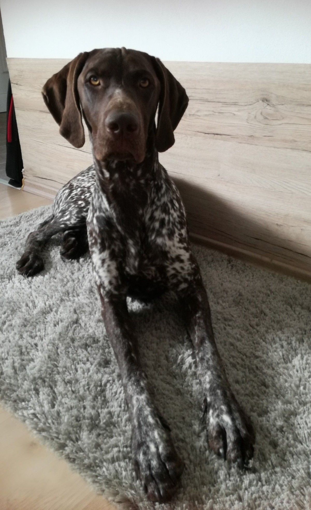 german shorthaired pointer puppies picture