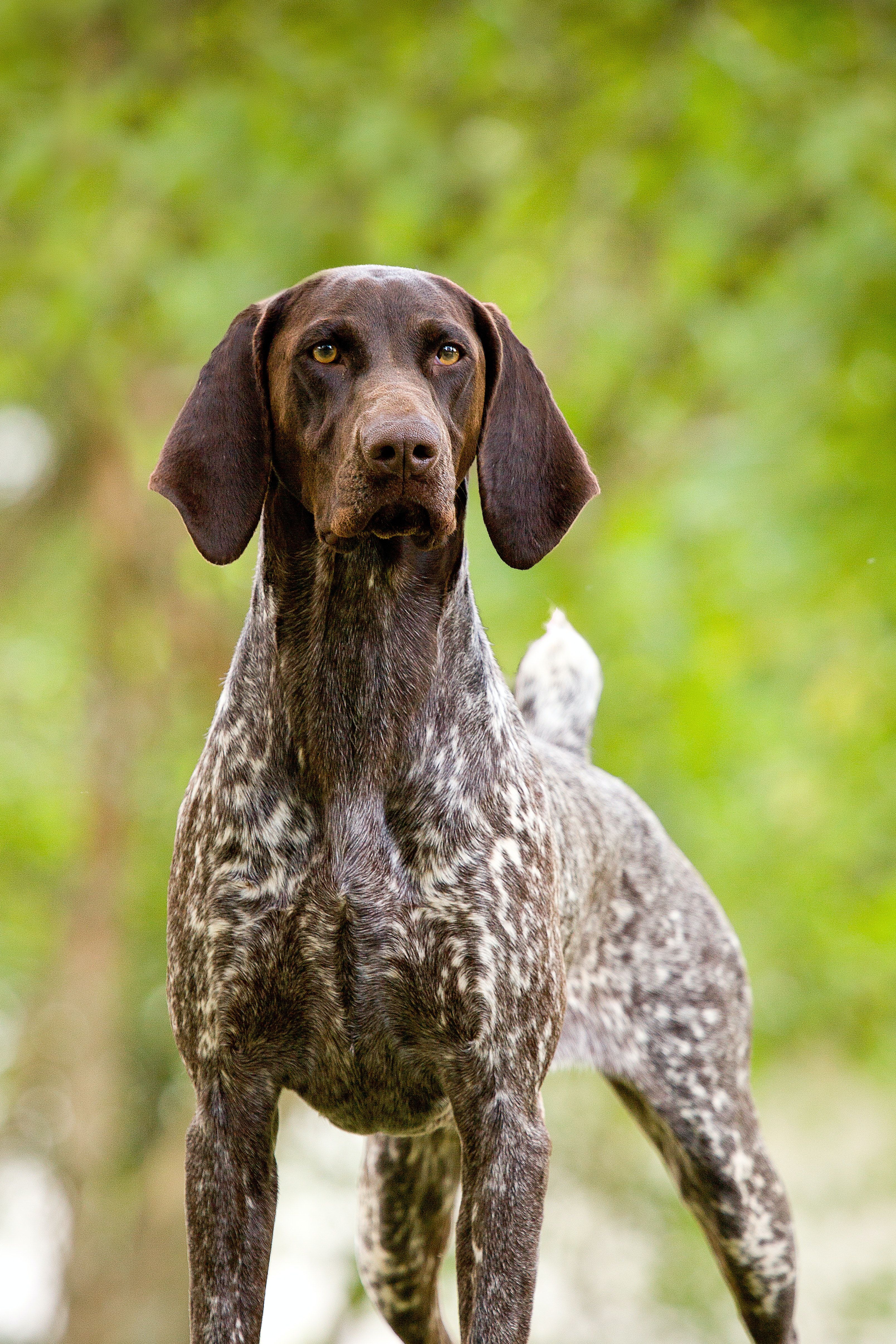 German Shorthaired Pointer Puppy Wallpapers - Wallpaper Cave