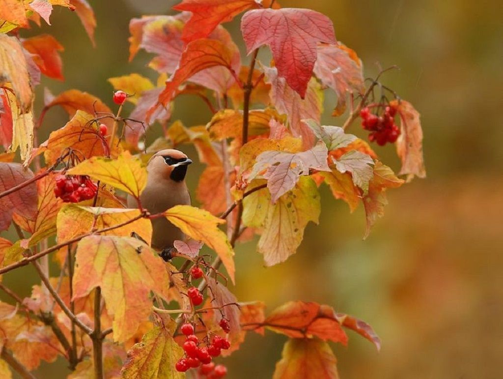 Suomen luonto syksyllä