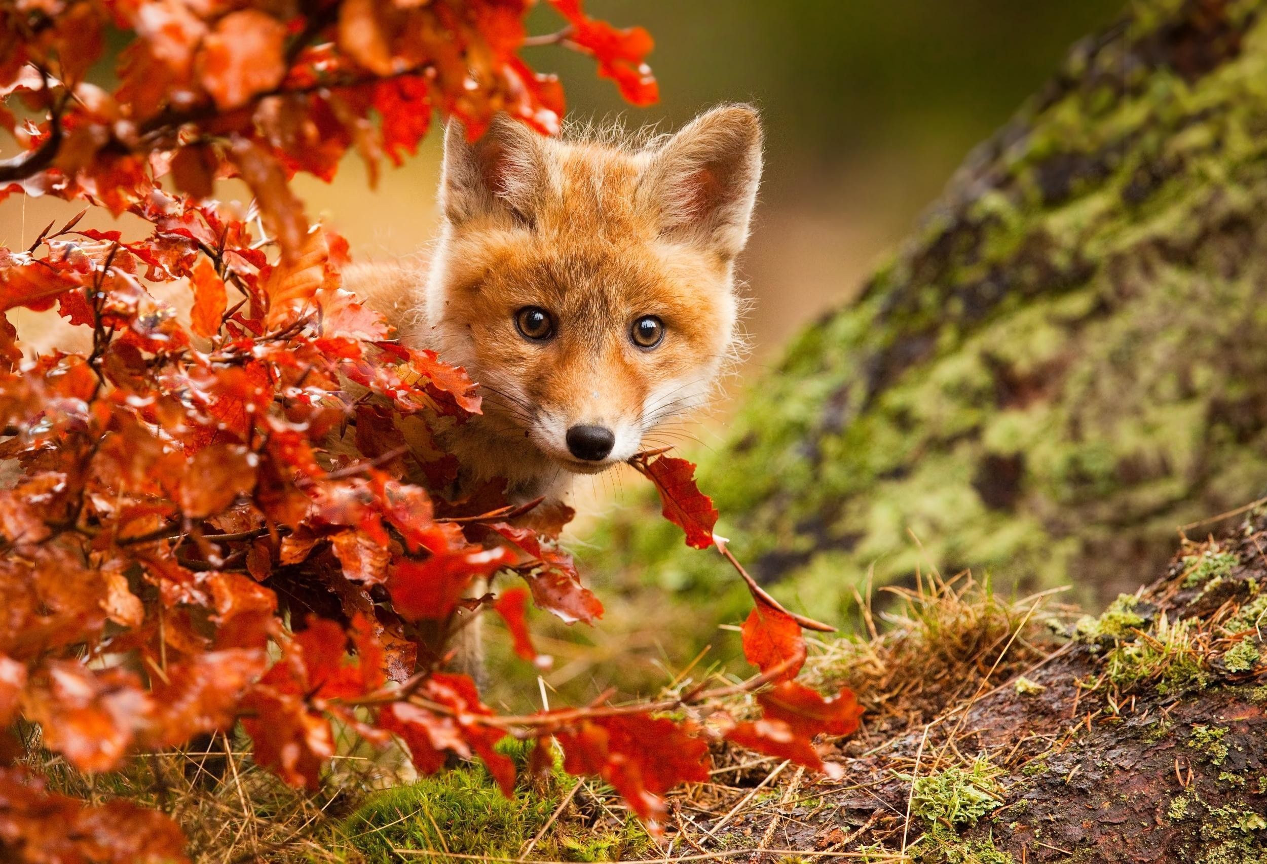 Fall Animal Wallpaper