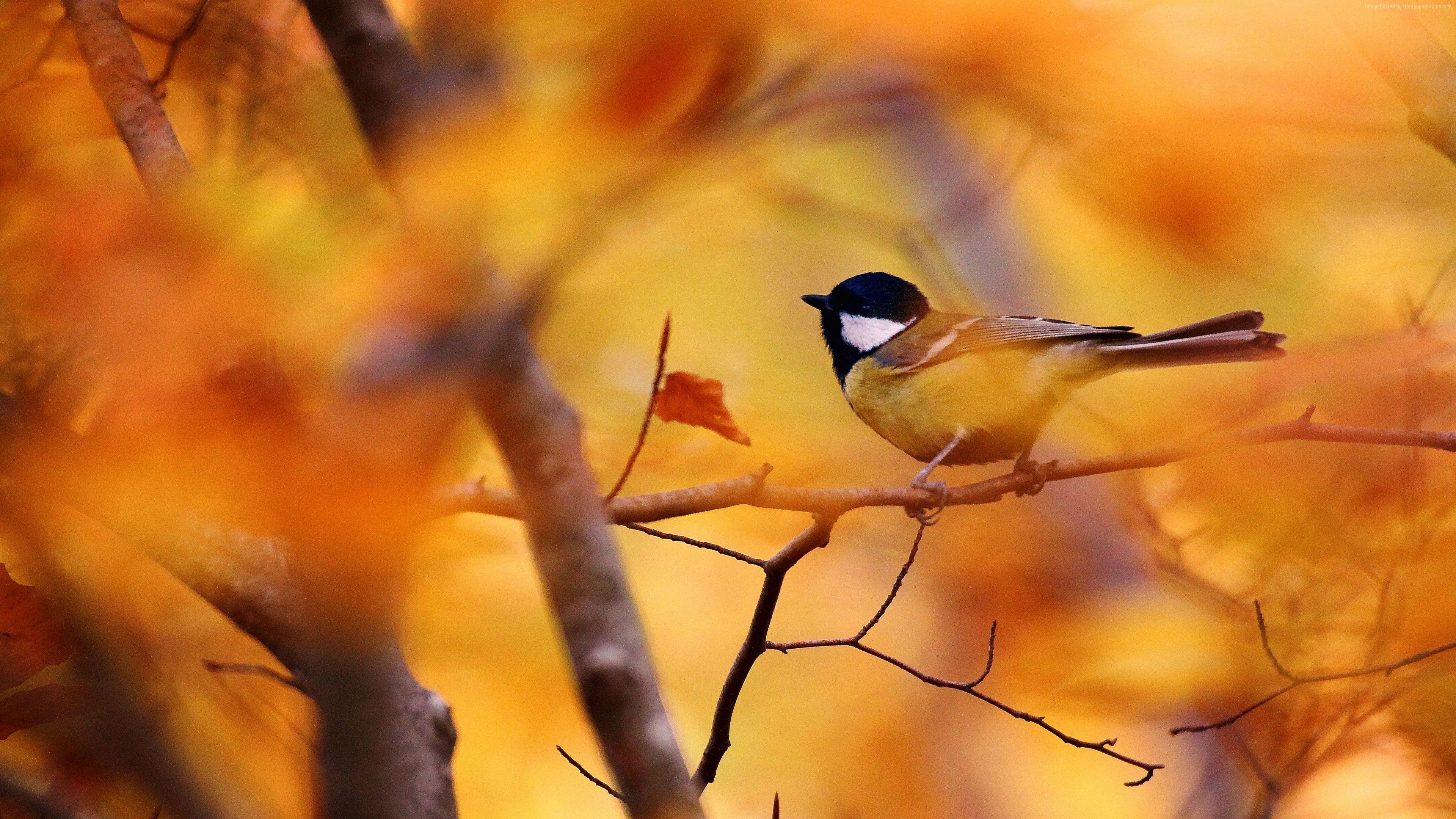 Wallpaper Tit, autumn, tree, blur, Animals Wallpaper Download Resolution 4K Wallpaper