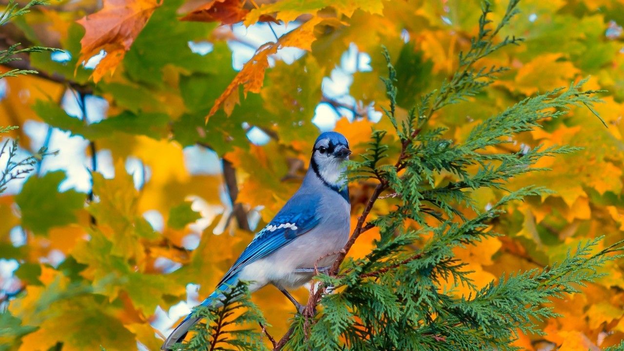 Download 1280x720 Blue Bird, Tree, Autumn, Standing, Birds Wallpaper