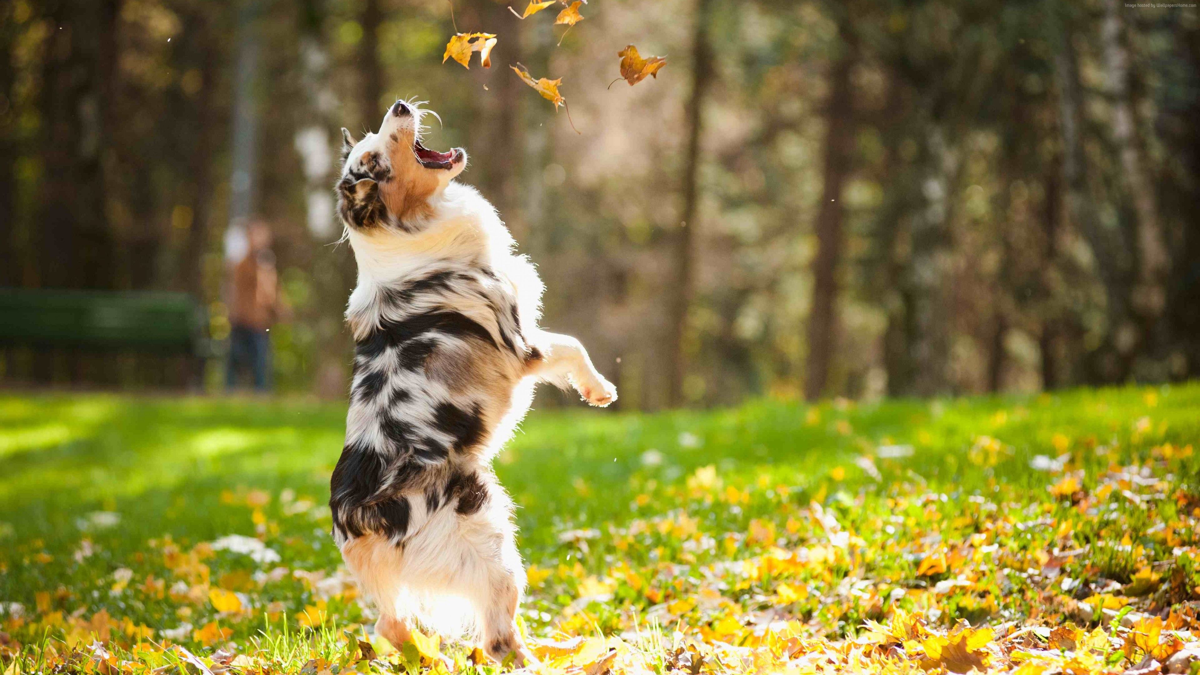 Wallpaper Dog, puppy, jumping, leaves, autumn, pet, green grass, park, Animals Wallpaper Download Resolution 4K Wallpaper