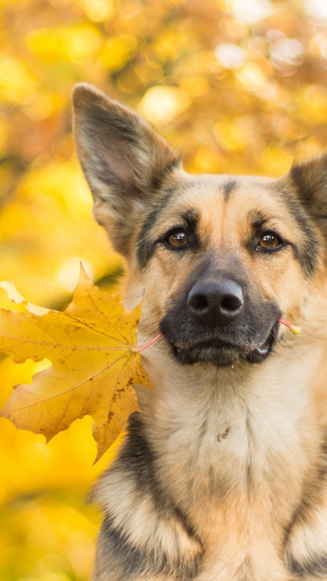 Wallpaper dog, cute animals, leaves, autumn, 4k, Animals
