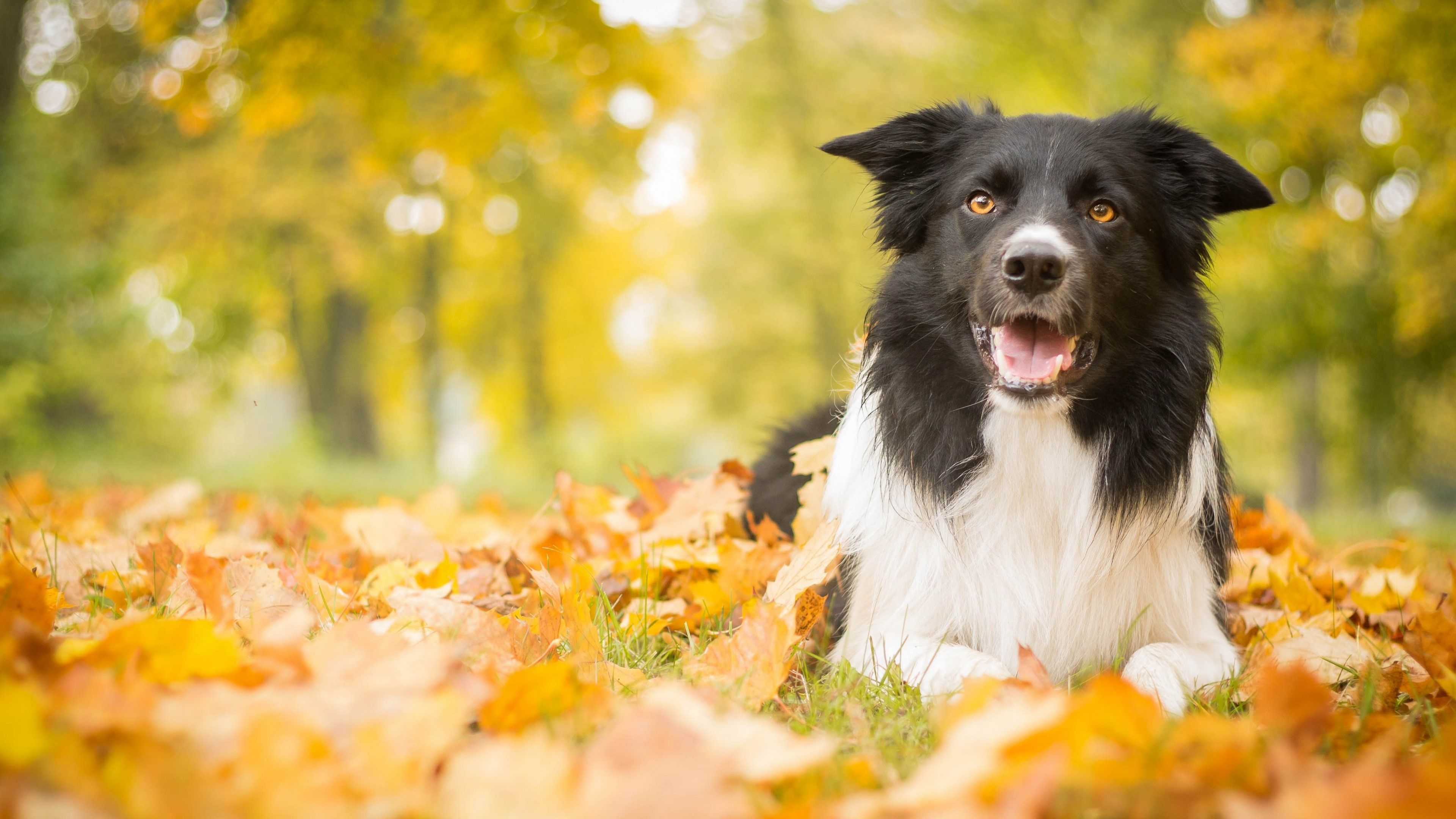 A puppy in autumn leaves Wallpaper 4k Ultra HD