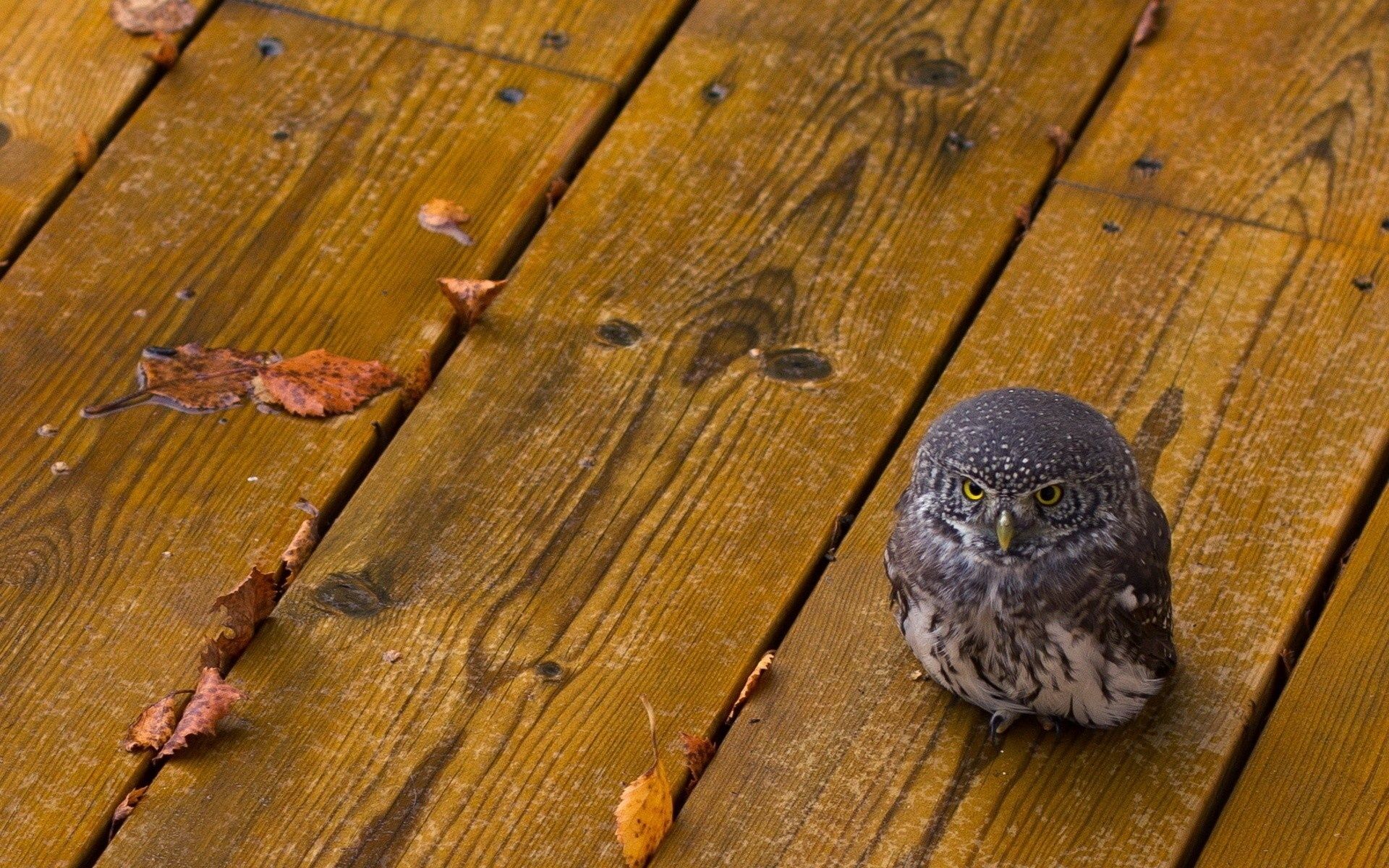 Animals birds owls wood babies cute predator eyes feather rain wet leaves autumn fall seasons wallpaperx1200