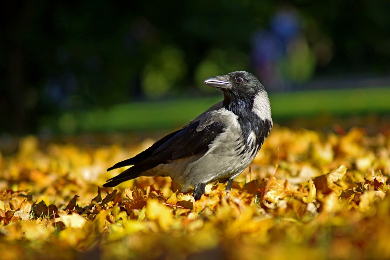 Desktop Wallpaper bird crow Leaf Autumn animal