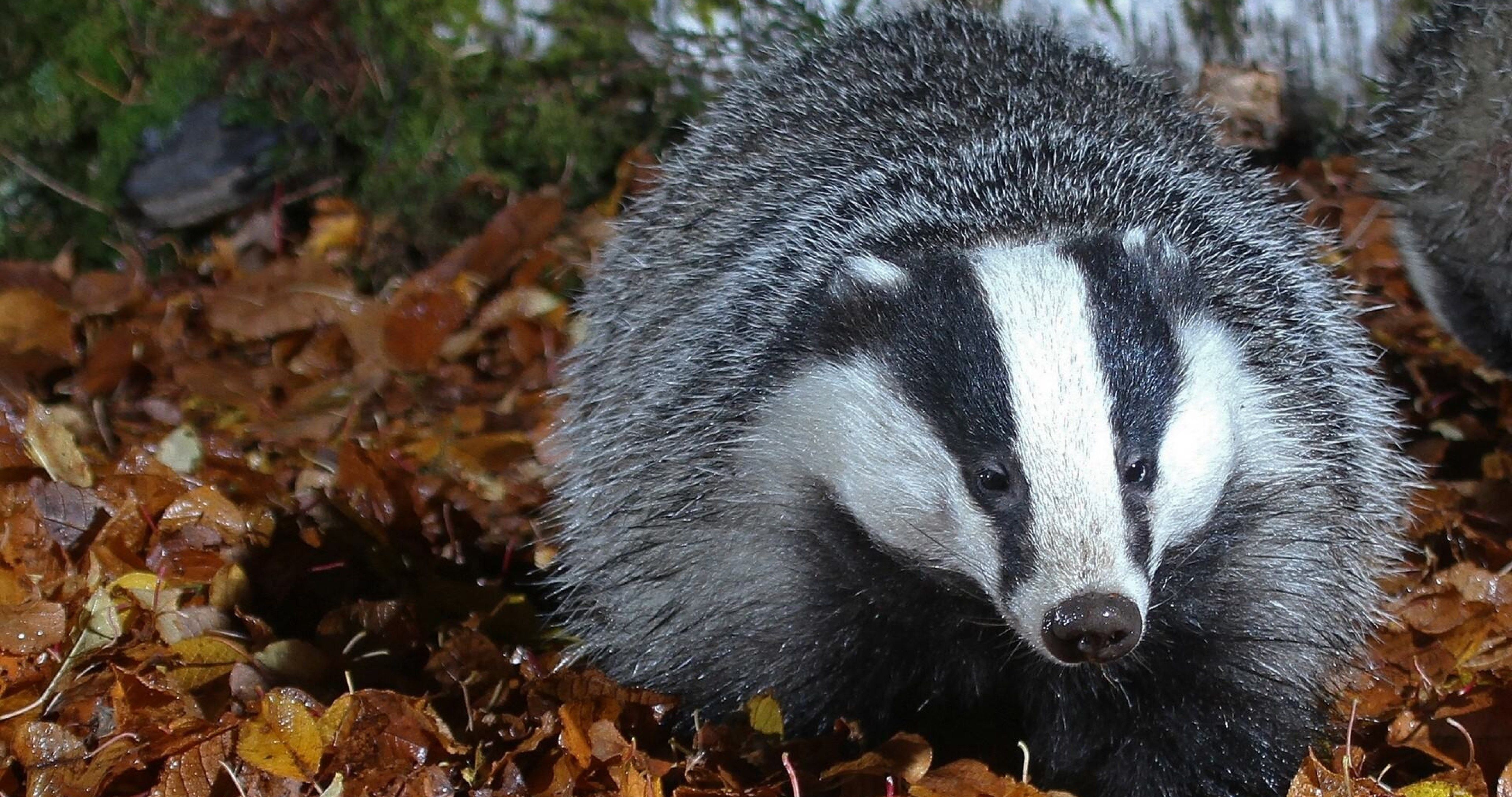 badger 4k ultra HD wallpaper. Badger, Autumn animals, HD wallpaper
