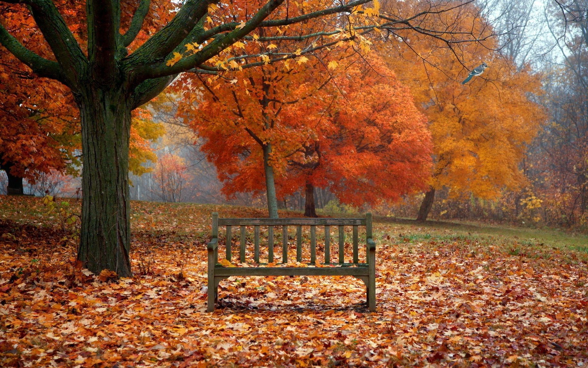 Bird bench leaves autumn nature