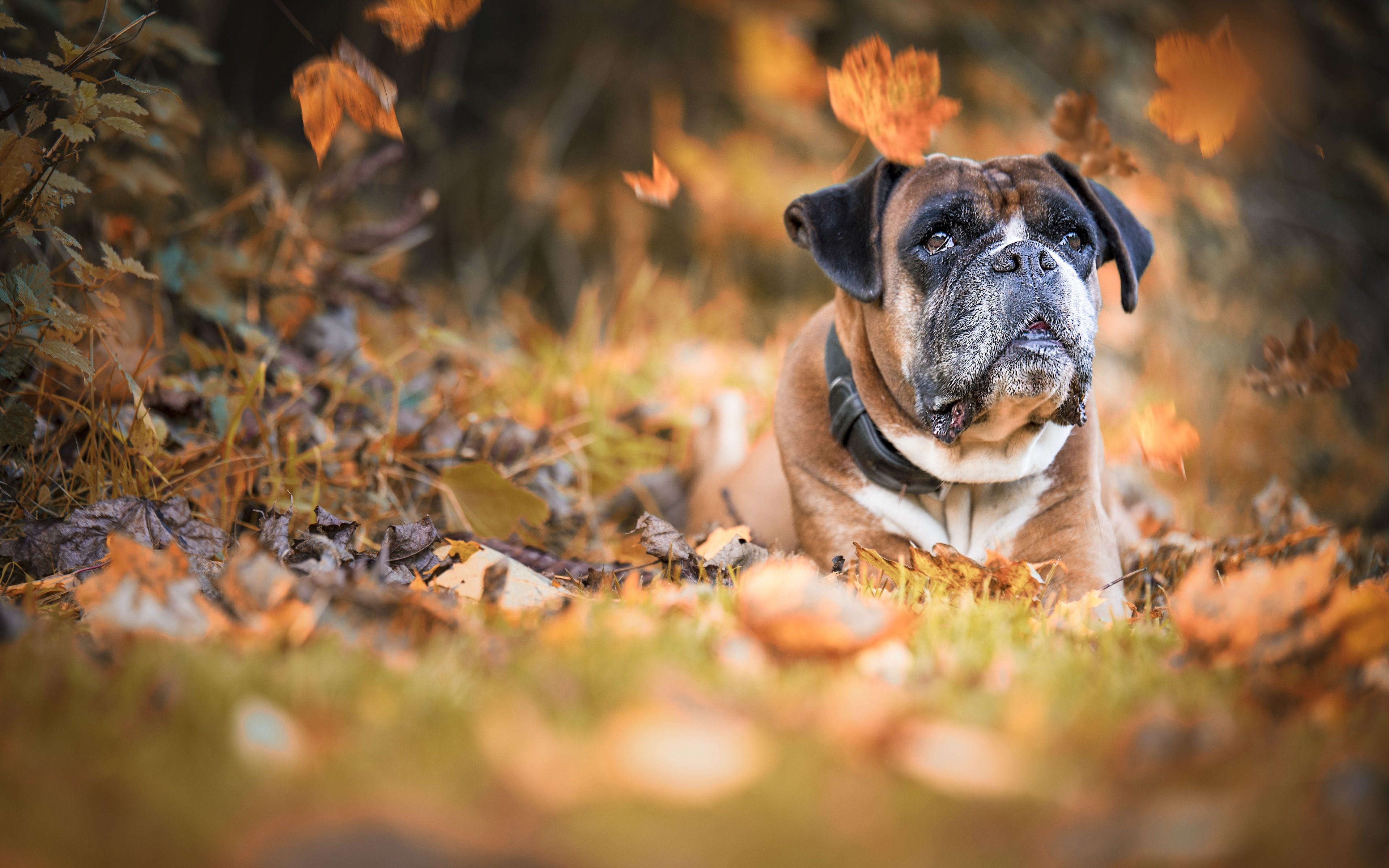 Desktop Wallpaper Dog, Animal, Autumn, Fall, 5k, HD Image, Picture, Background, Aa4df7