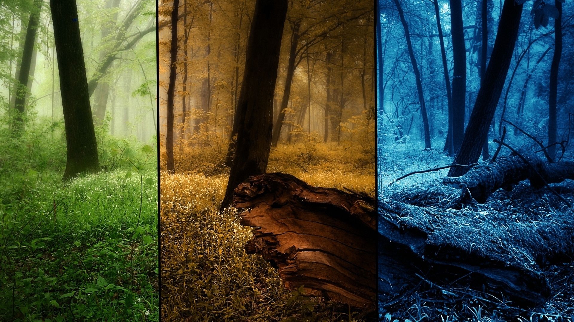 Download Wallpaper 1920x1080 wood, seasons, picture, trees, summer, autumn, winter Full HD 1080p HD Background