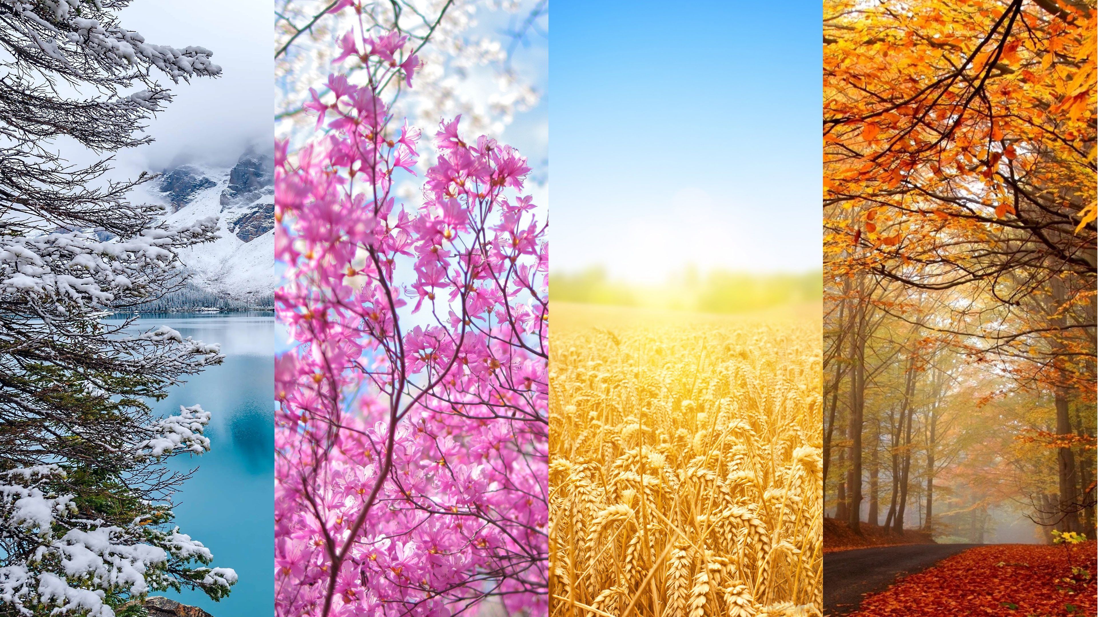 Download wallpaper four seasons, seasons, winter, spring, autumn, summer, 4K for desktop with resolution 3840x2160. High Quality HD picture wallpaper