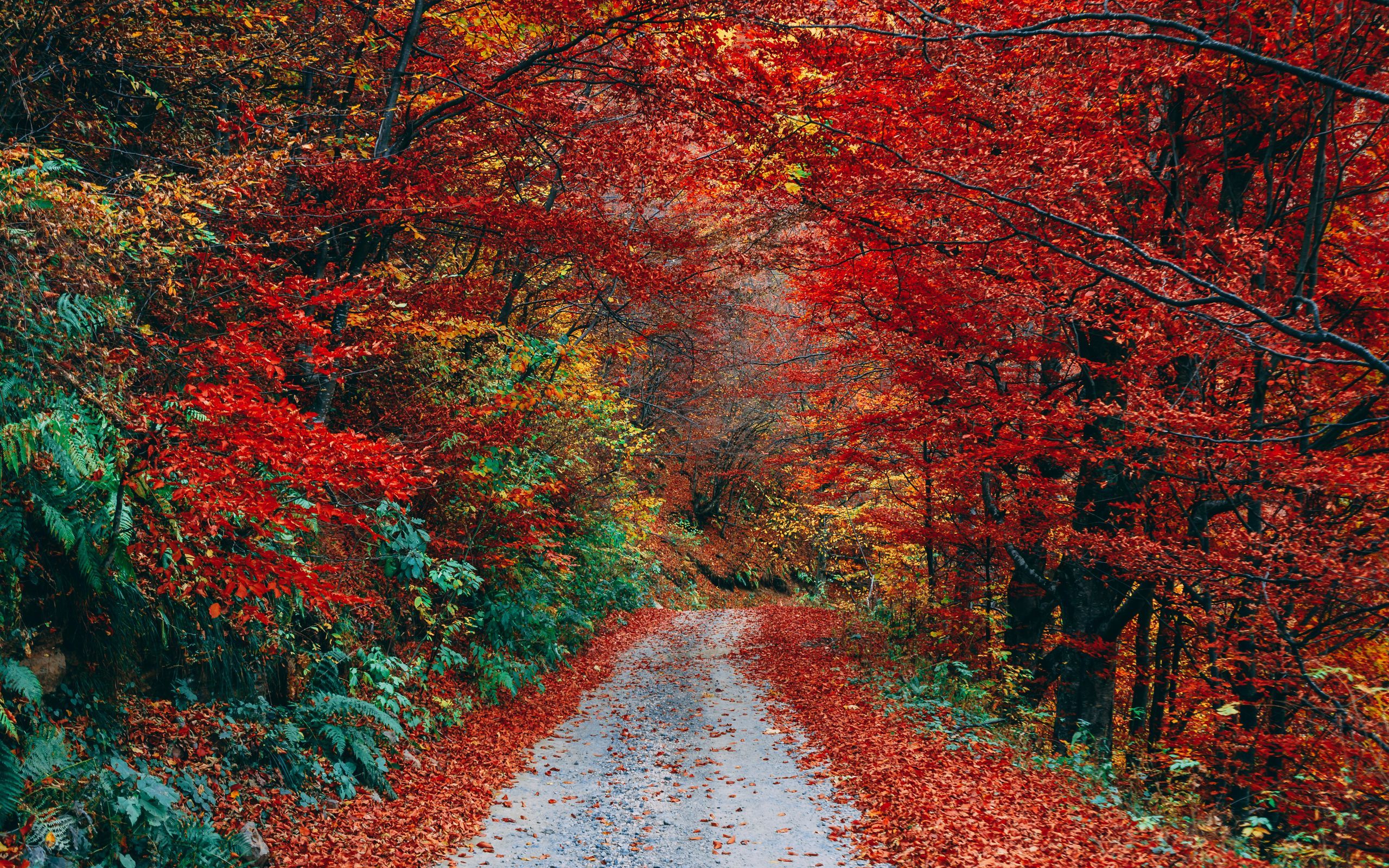 Download wallpaper 2560x1600 autumn, trail, foliage, fallen widescreen 16:10 HD background