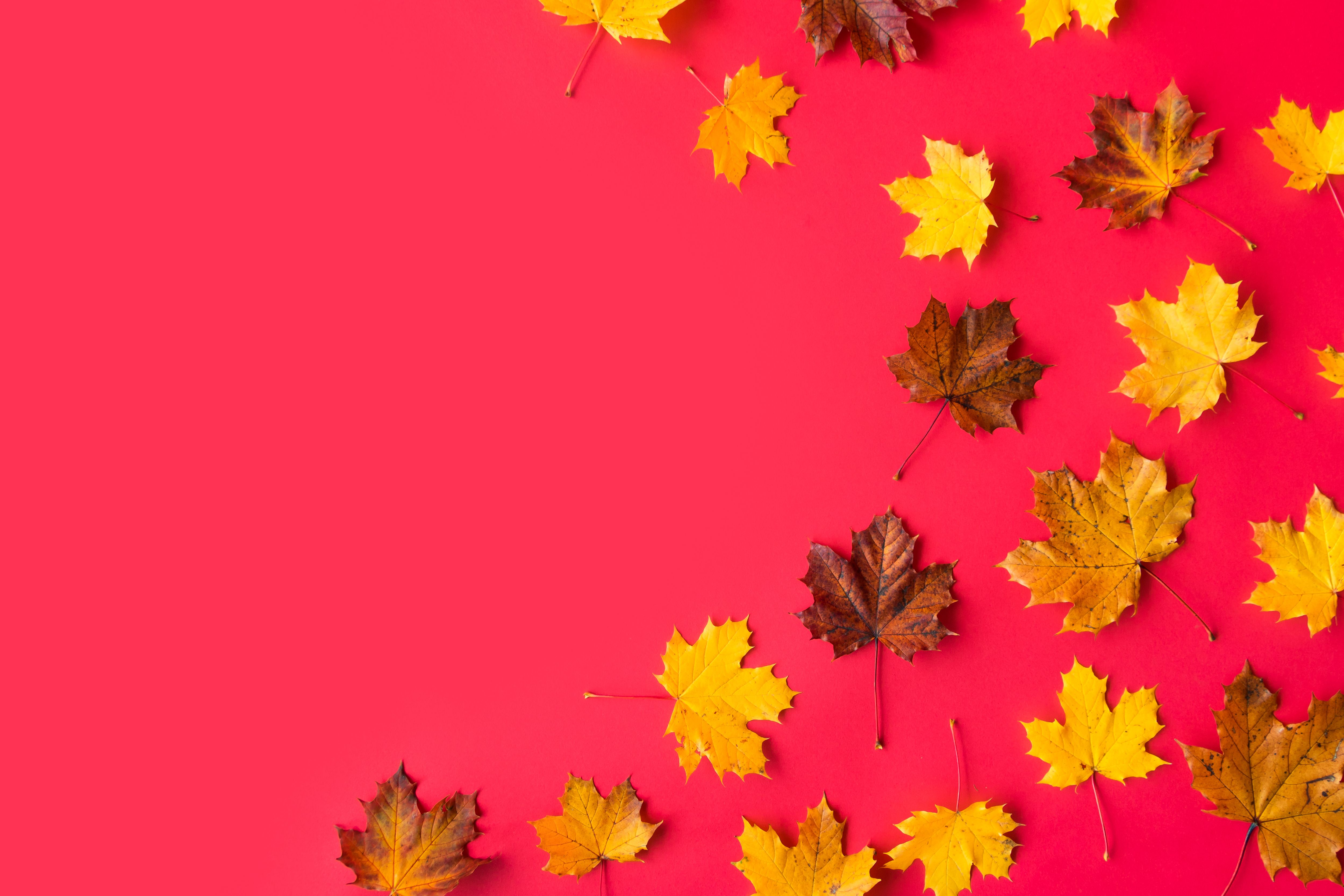 Autumn Leaves on Flat Red Background with Room for Text Free