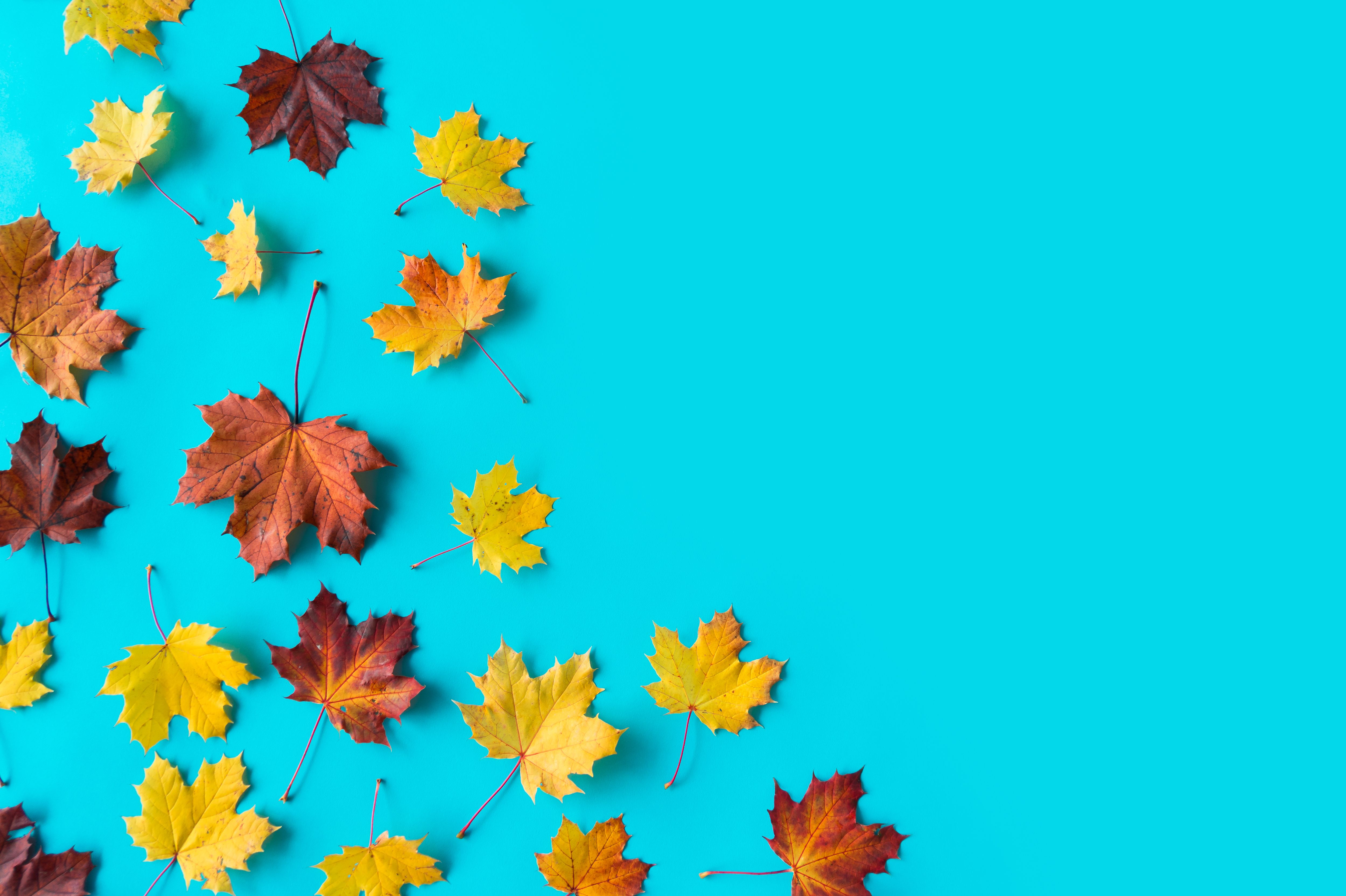 Autumn Leaves on Flat Blue Background with Room for Text Free
