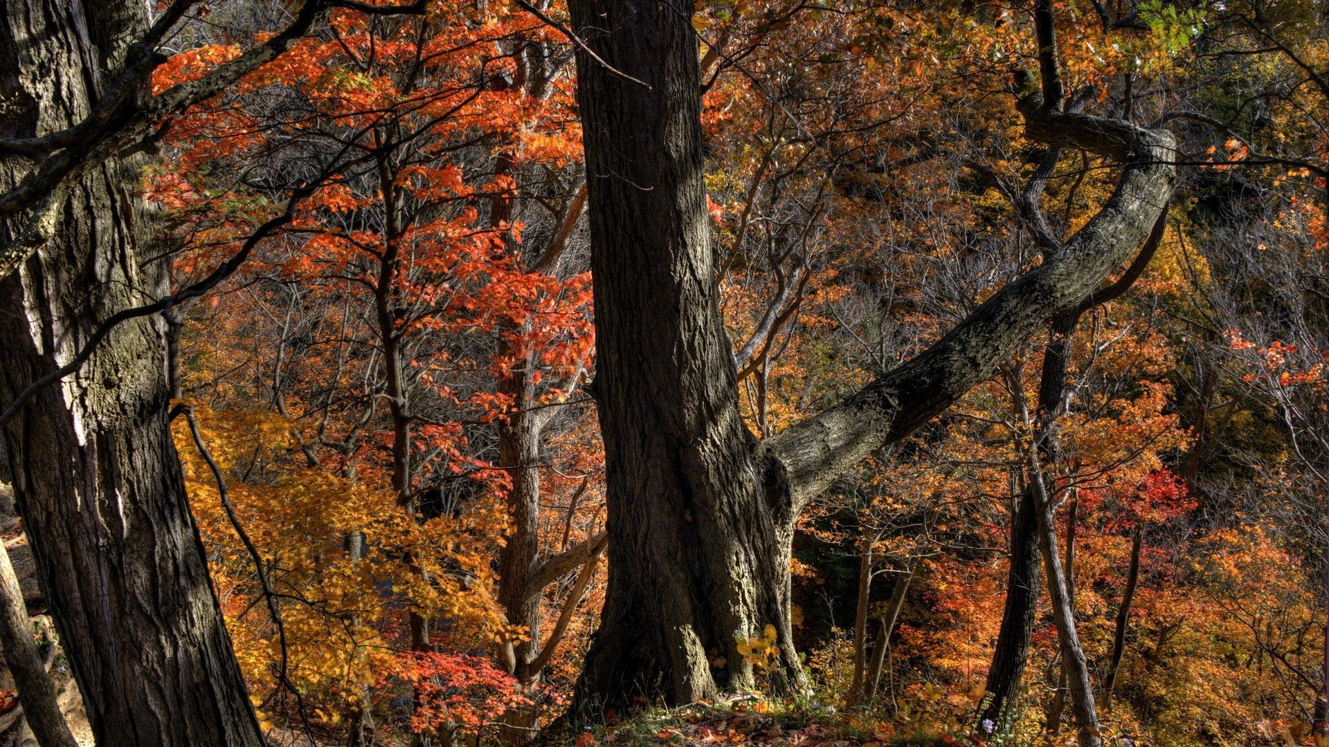 dark creepy autumn. Autumn Fall Forest Trees Photo Background. Tree branch wallpaper, Tree, Autumn trees