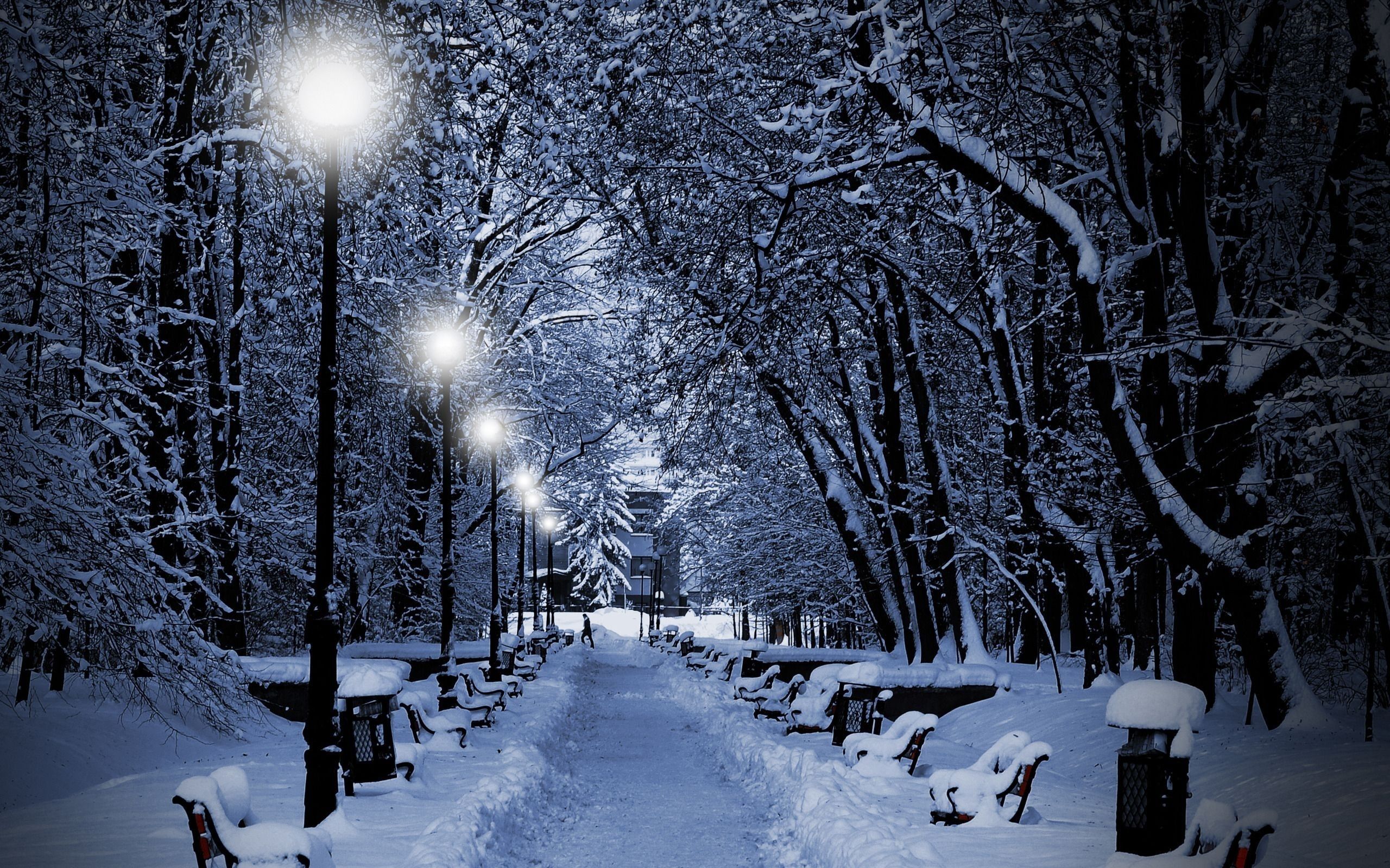 Picture Allee Winter Nature Snow Parks Bench night time 2560x1600