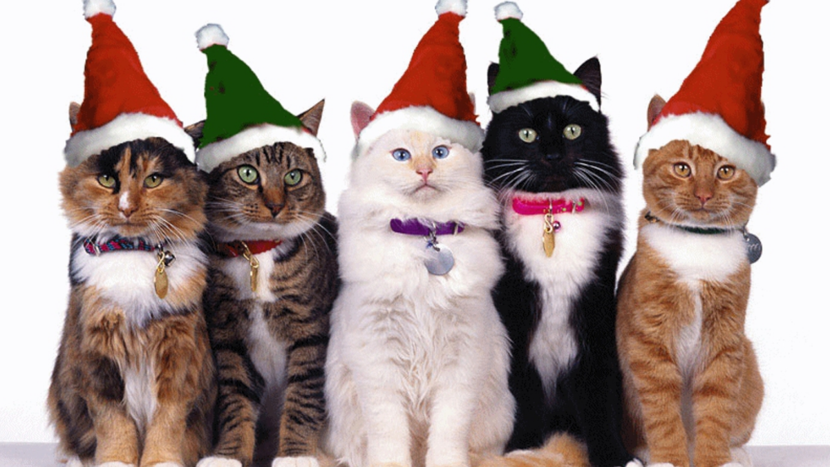 Free HD Desktop Wallpaper Download Online:: Christmas Cat HD Wallpaper