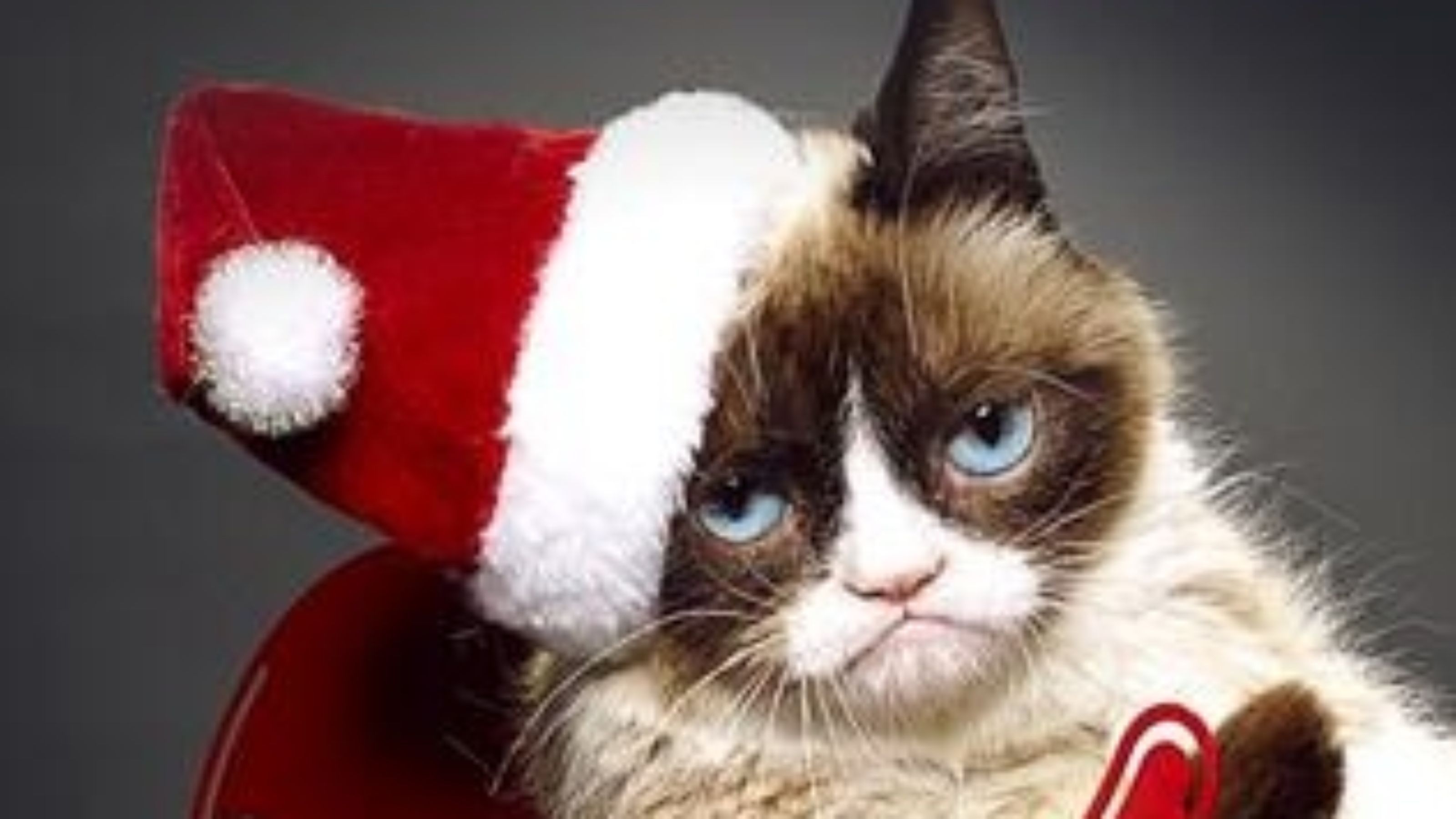 Grumpy Cat Christmas Background Wallpaper & Background Download