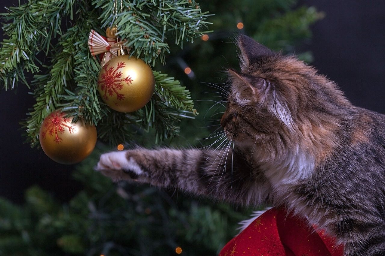 Desktop Wallpaper Cats Christmas Spruce Paws Balls animal