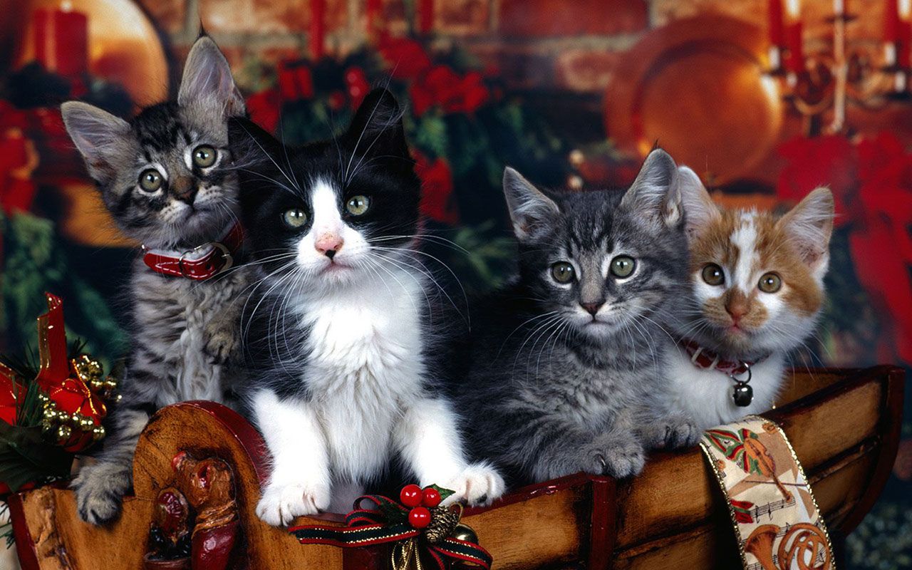 Christmas cat a desktop wallpaper － Holiday Wallpaper
