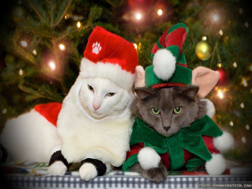 Free Christmas Wallpaper with Cats