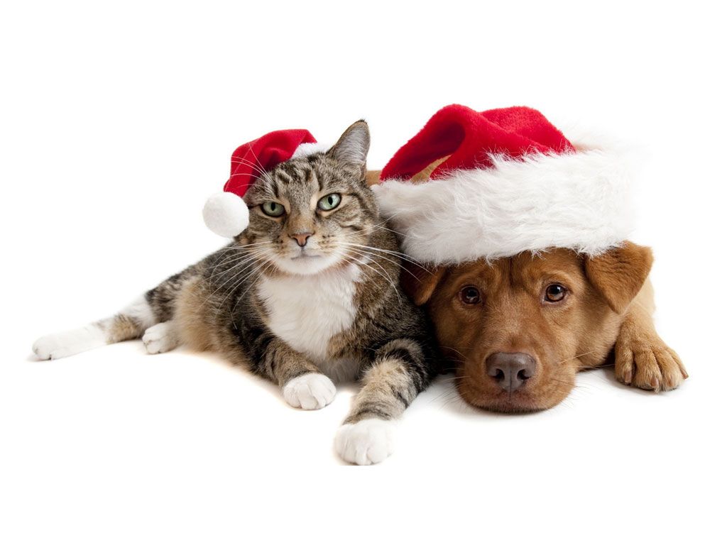 Christmas Cat Picture Wallpaper Download