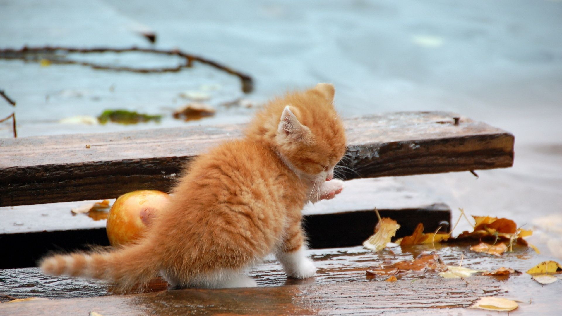 Download Wallpaper 1920x1080 kitten, leaves, autumn, fallen Full HD 1080p HD Background