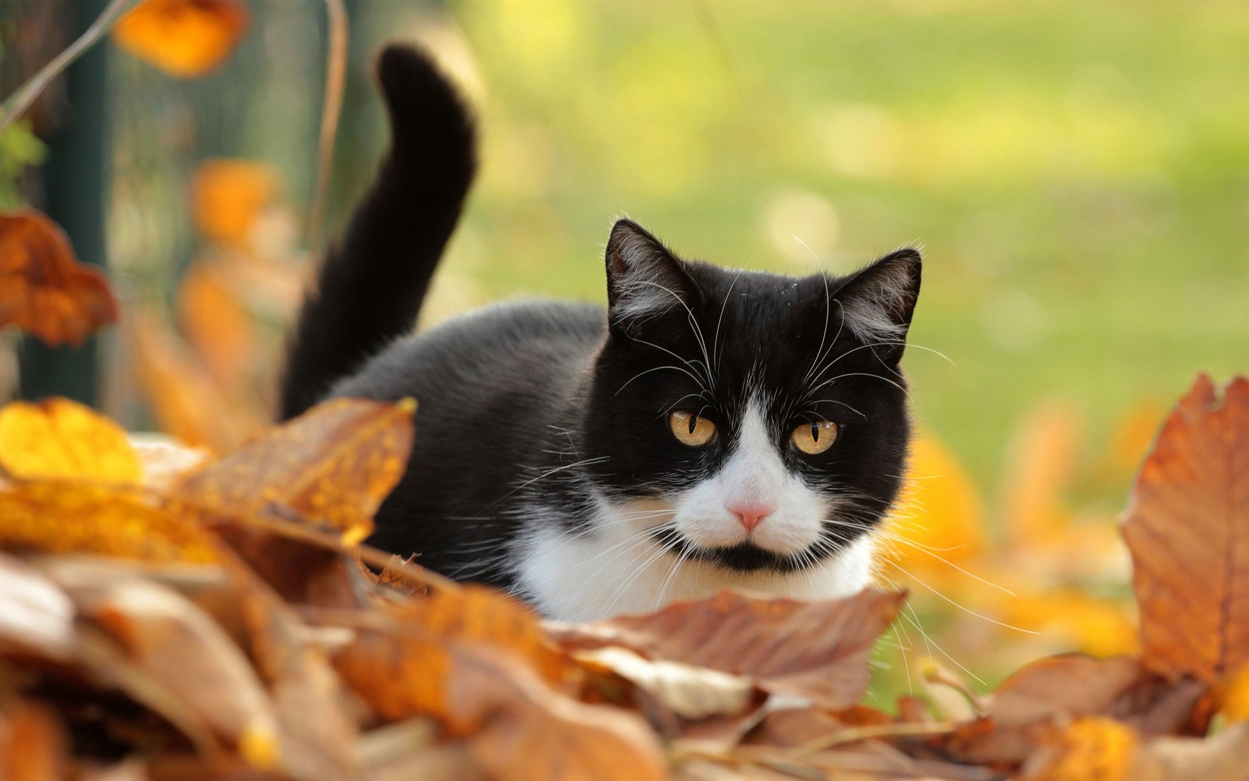 Black Cats Autumn Wallpapers - Wallpaper Cave