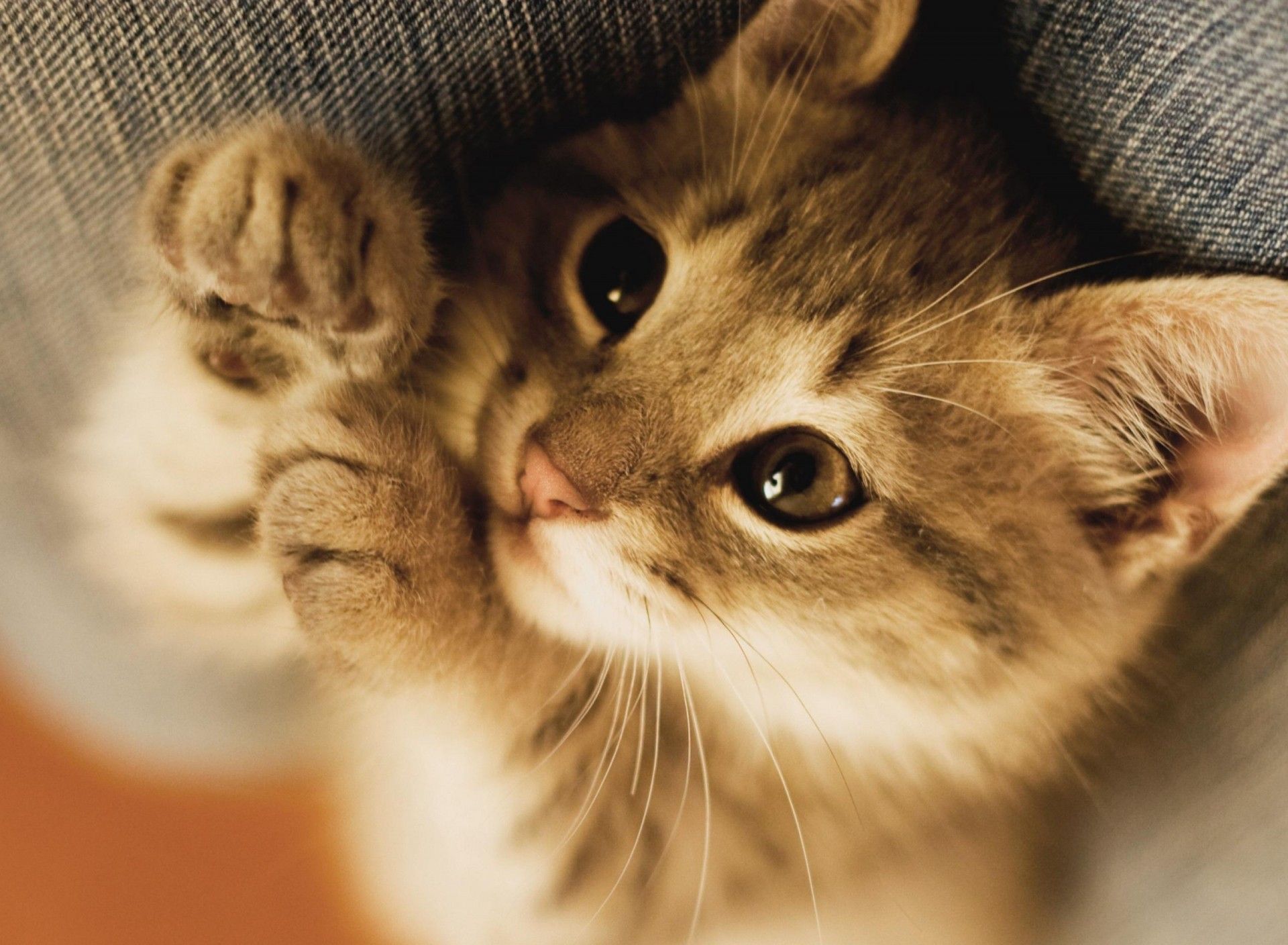 Naughty kitten wallpaper