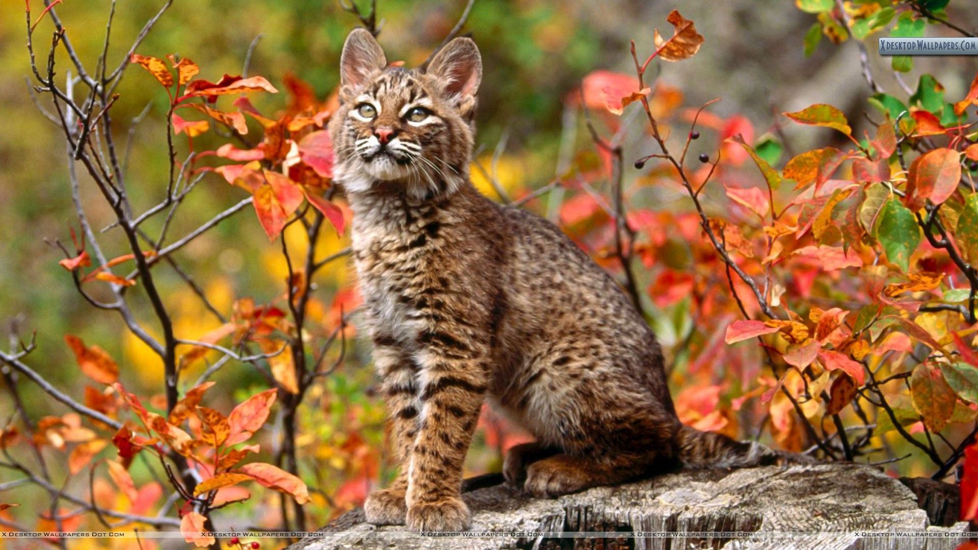 Lince Bobcat Animal HD Wallpaper. Autumn animals, Animal photo, Animals
