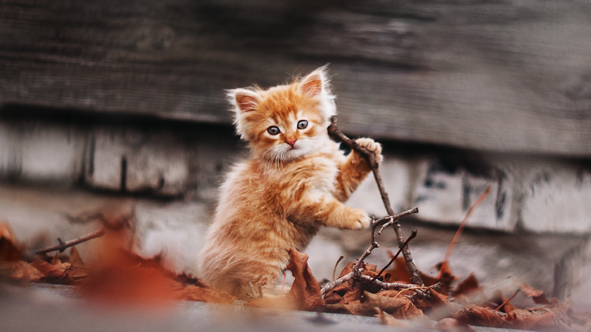 Download 1920x1080 ginger kitten, saffron, autumn, nature, animals, cute, cat, kitten Wallpaper