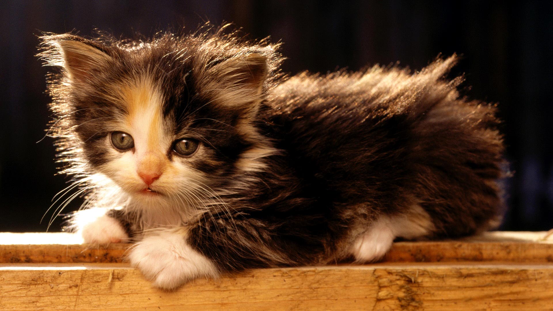Little fluffy kitten wallpaperx1080