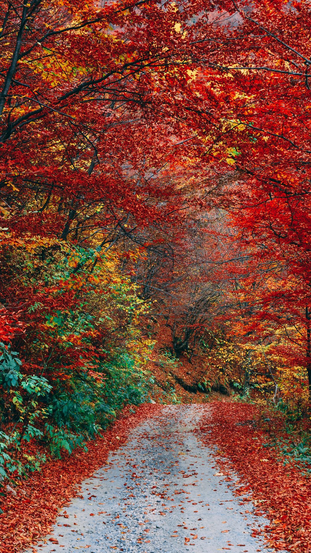 Download wallpaper 1080x1920 autumn, trail, foliage, fallen samsung galaxy s s note, sony xperia z, z z z htc one, lenovo vibe HD background
