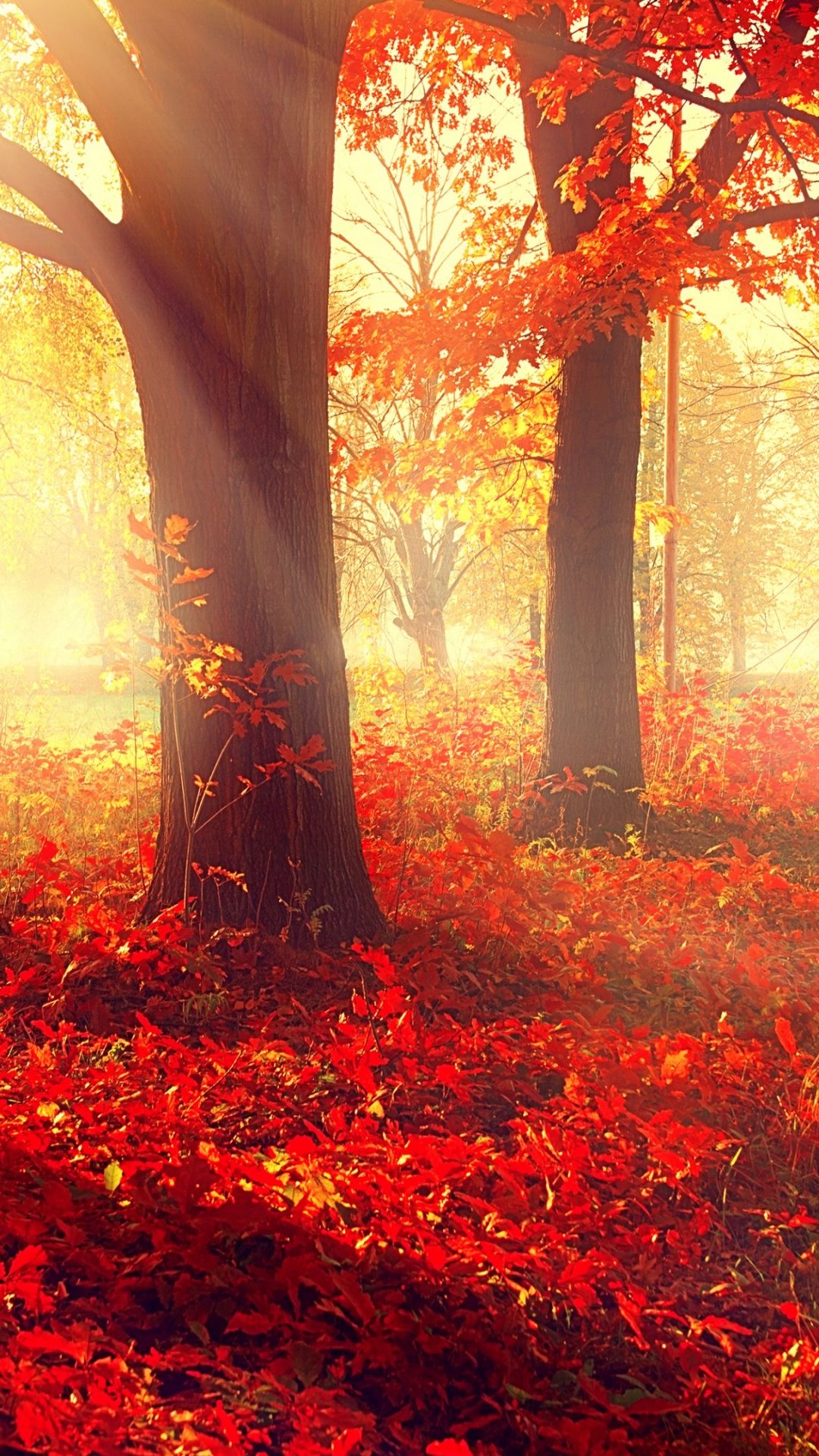Download park, 5k, 4k wallpaper, autumn, beautiful, leaves, trees Samsung Galaxy S4 wallpaper 1080x1920