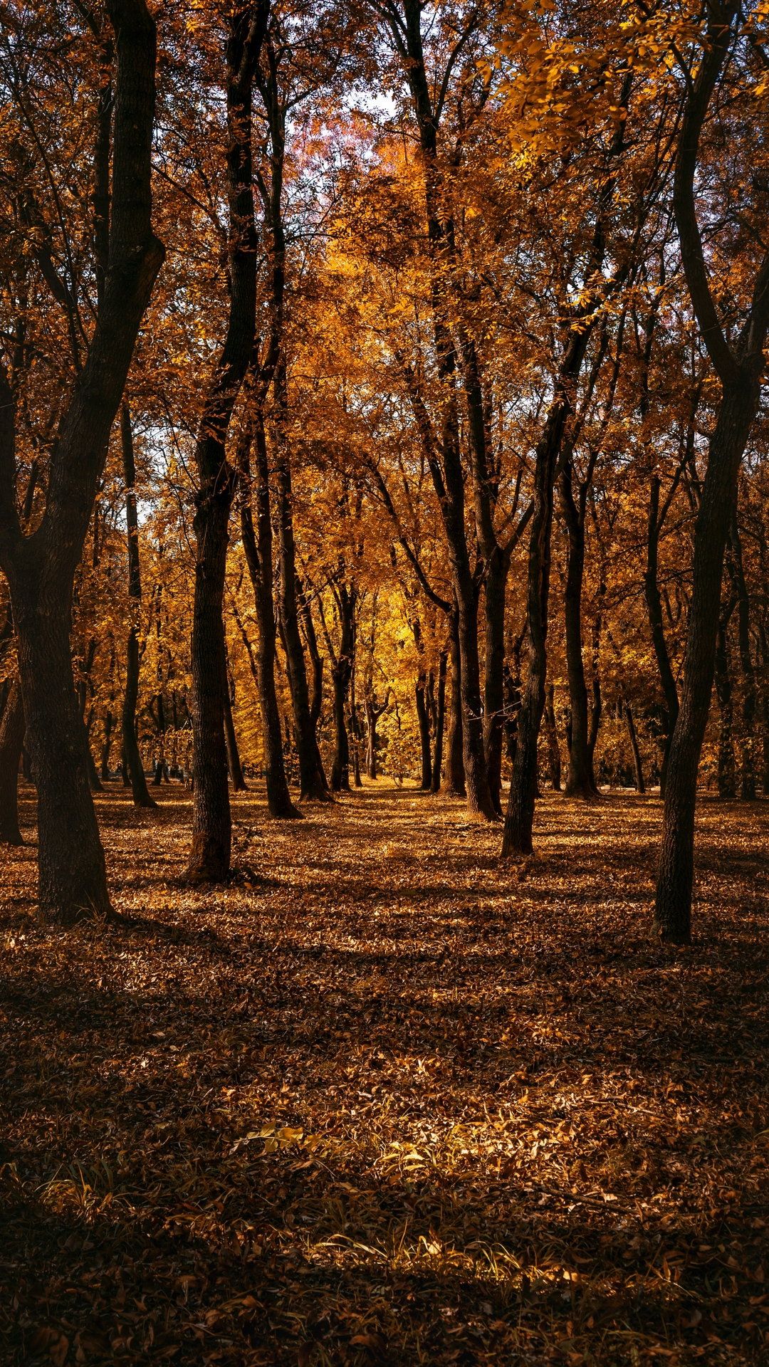 Autumn Forest Trees Wallpaper - [1080x1920]