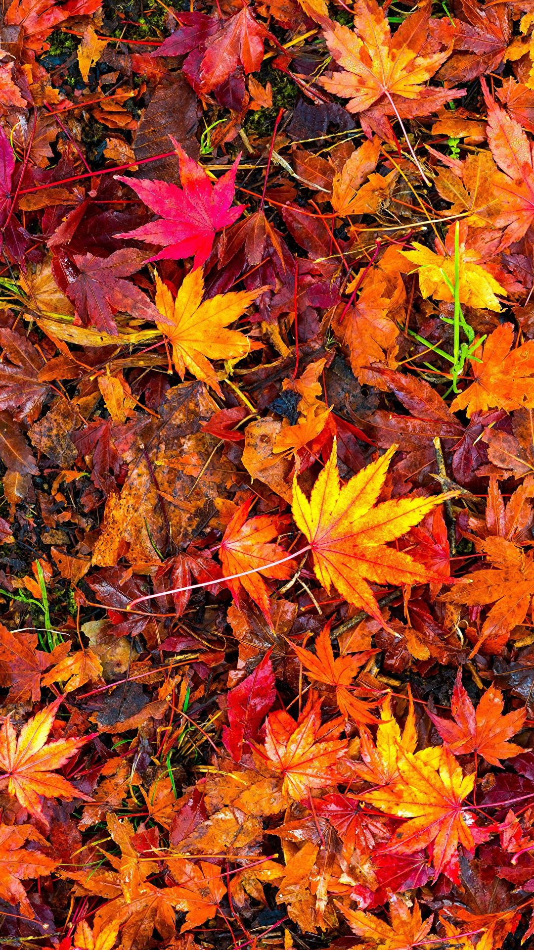 Picture Foliage Multicolor Autumn Nature Many 1080x1920