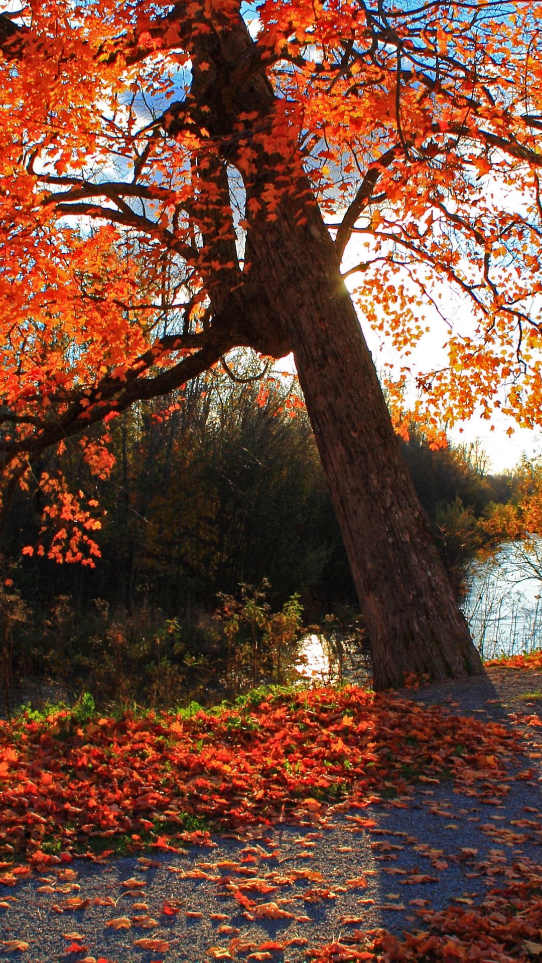 Download Wallpaper 1080x1920 autumn, park, river, shop, landscape Sony Xperia Z ZL, Z, Samsung Galaxy S. Autumn landscape, Fall picture, Landscape wallpaper
