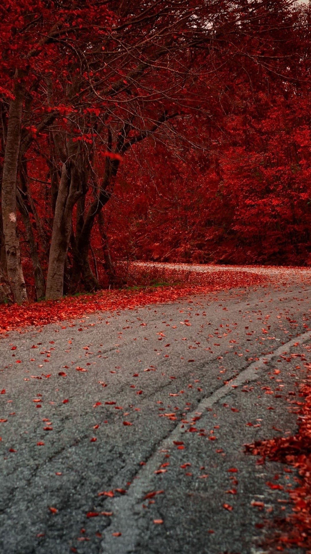 Red Leaves On Road Autumn Season iPhone 6s, 6 Plus, Pixel xl , One Plus 3t, 5 HD 4k Wallpaper, Image, Background, Photo and Picture