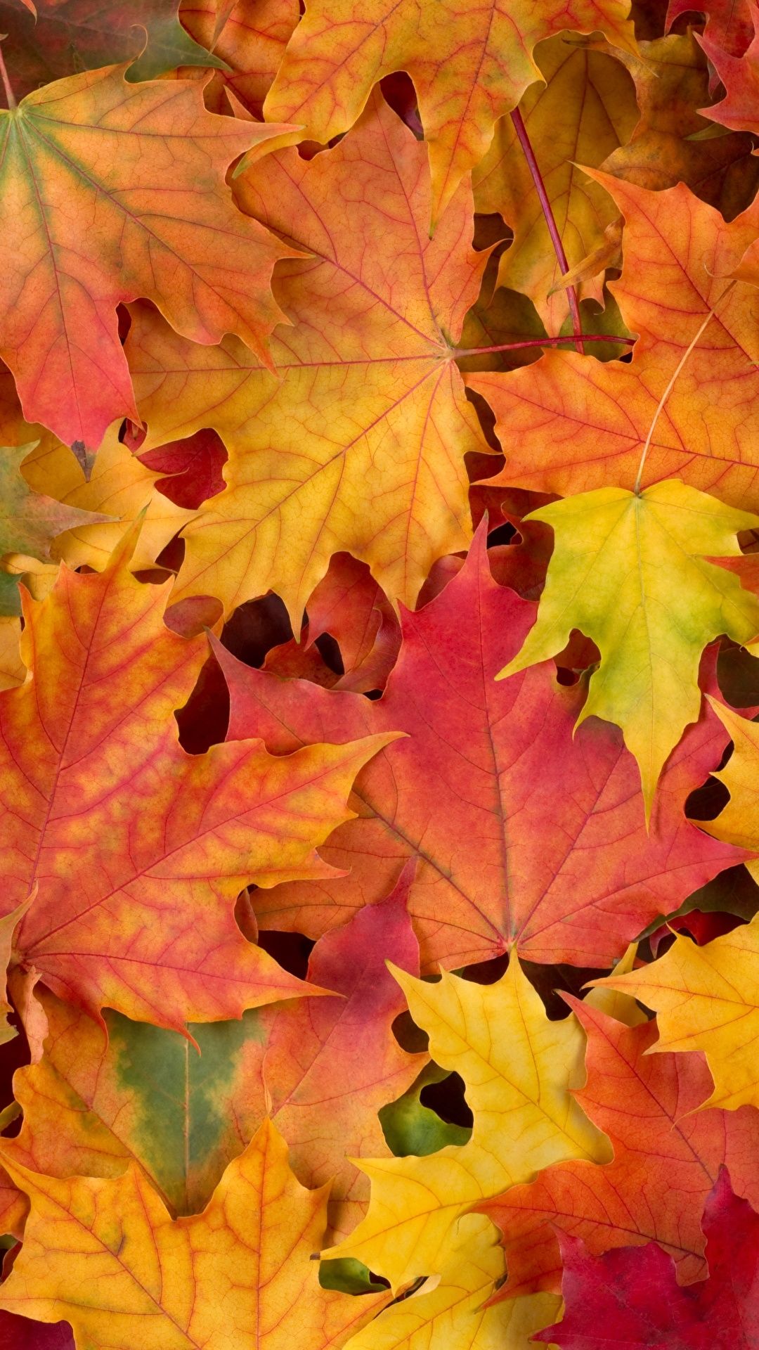 Picture Foliage Texture Multicolor acer Nature Autumn 1080x1920