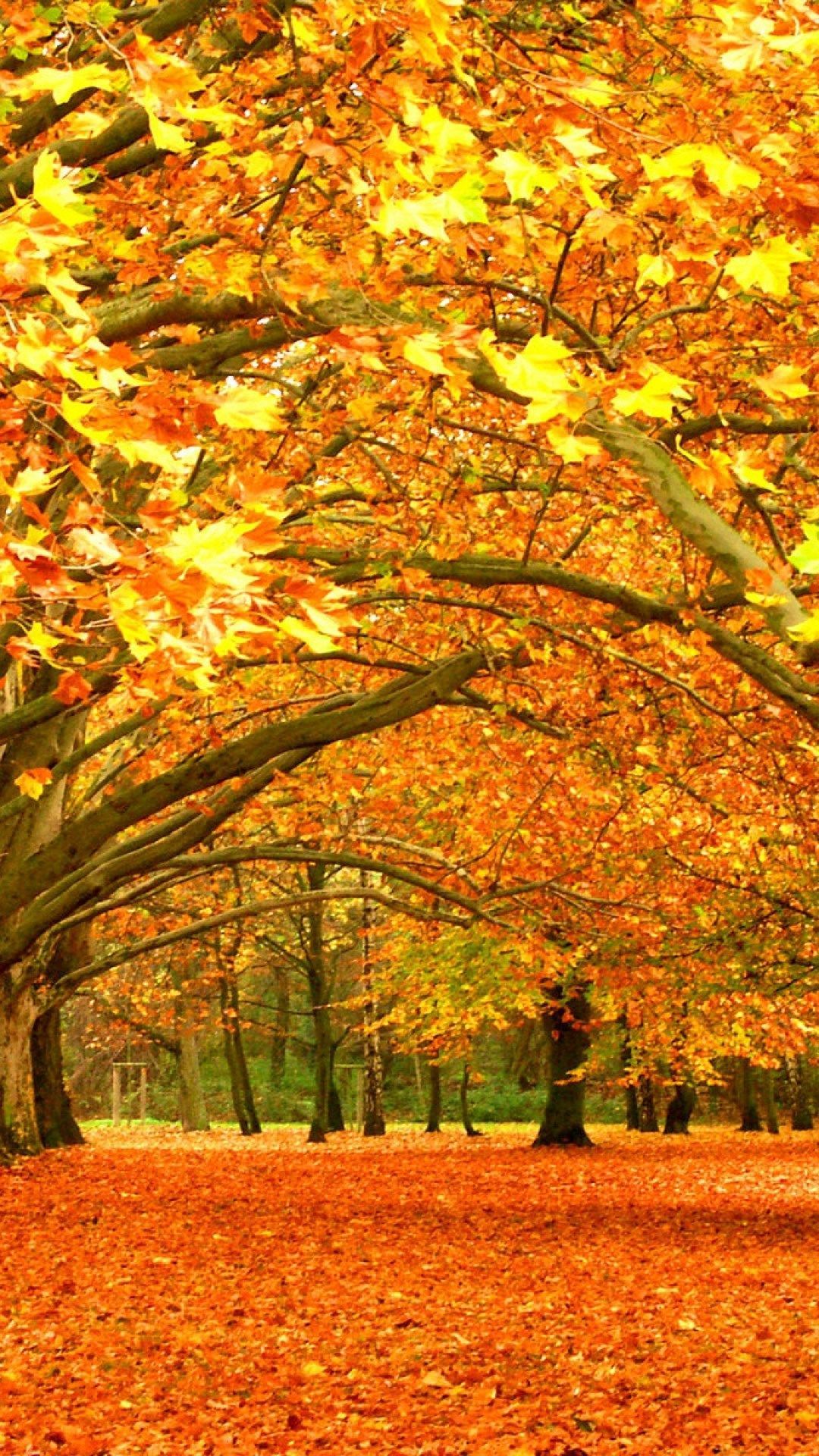 autumn 1080 x 1920 wallpaper download. Autumn scenery, Autumn scenes, Autumn nature