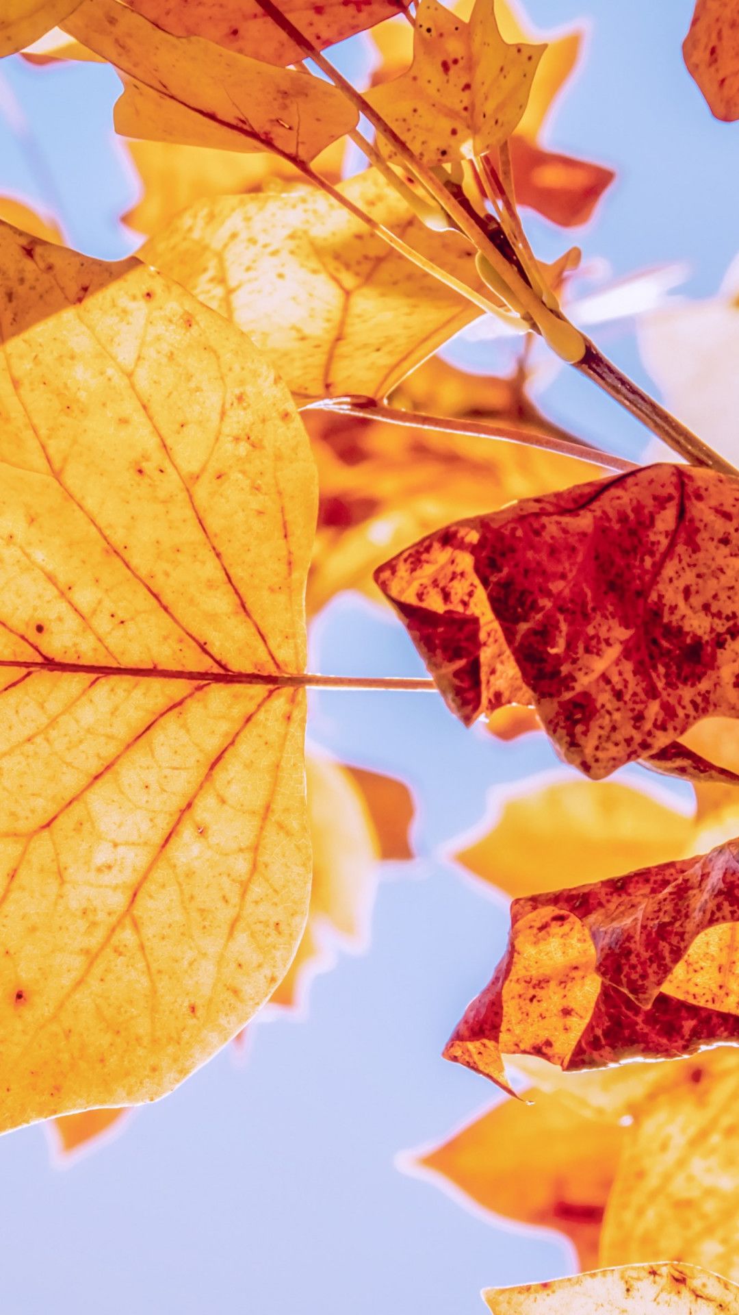 Download wallpaper: Best Autumn leaves 1080x1920