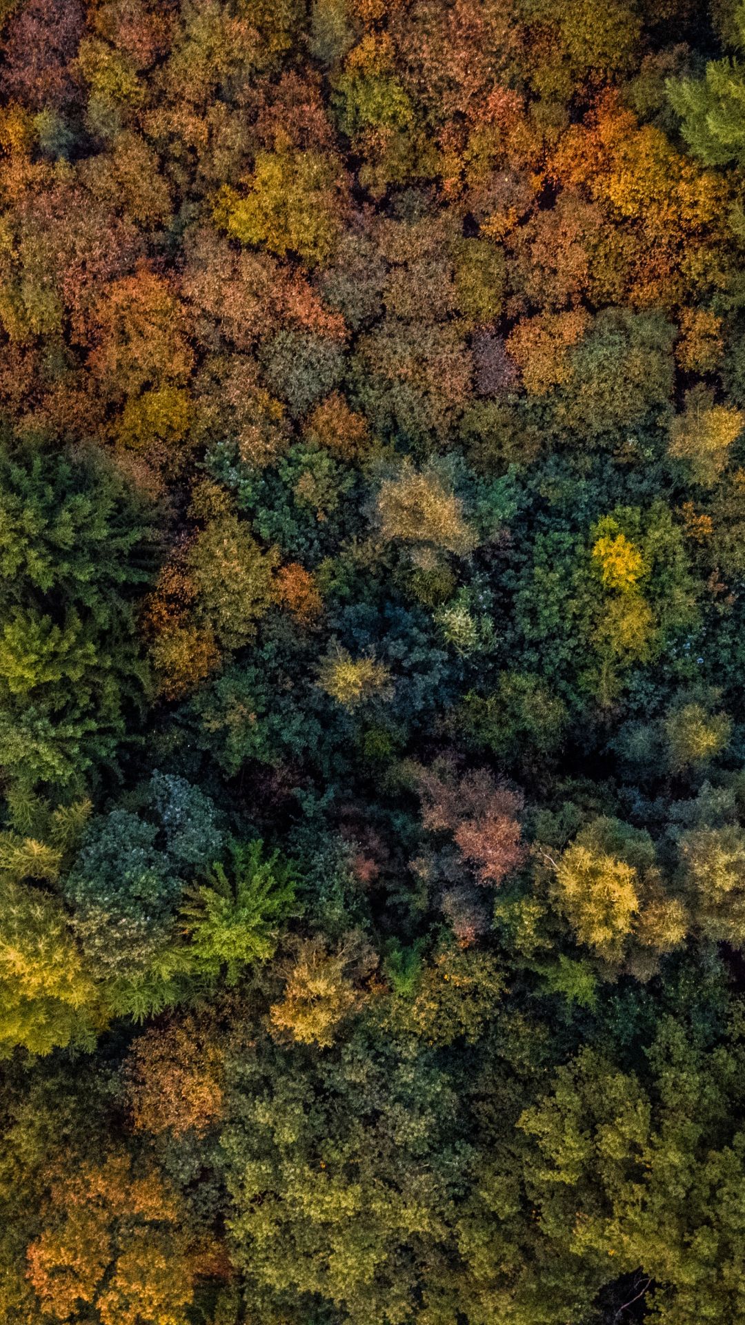 Download 1080x1920 wallpaper autumn, trees, forest, aerial view, samsung galaxy s s note, sony xperia z, z z z htc one, lenovo vibe, google pixel oneplus honor xiaomi redmi