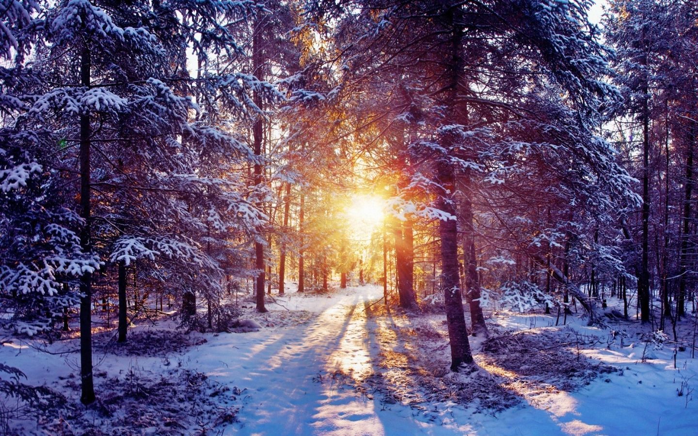 Wallpaper sun, light, trees, forest, bush, snow. Winter nature, Winter wallpaper, Winter forest