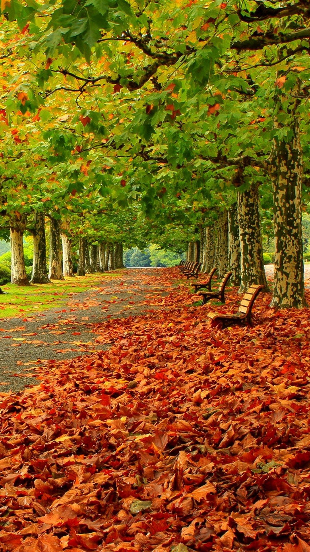 Park Autumn Foliage Benches Trees Wallpaper - [1080x1920]