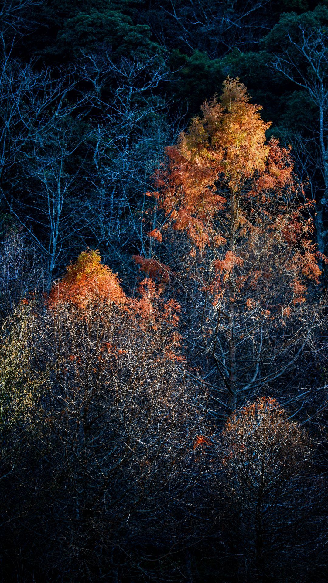 Download wallpaper 1080x1920 trees, autumn, dark, branches samsung galaxy s s note, sony xperia z, z z z htc one, lenovo vibe HD background
