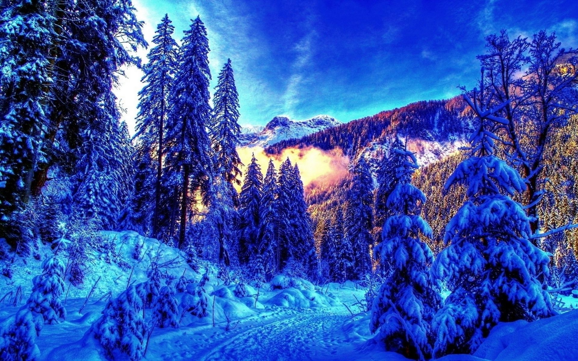 4k Winter Wallpaper High Quality Pine Trees Forest Wallpaper & Background Download