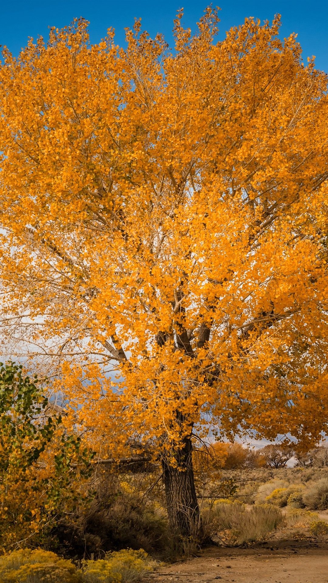 iPhone Wallpaper Tree, Yellow Leaves, Autumn, Nature Autumn Nature