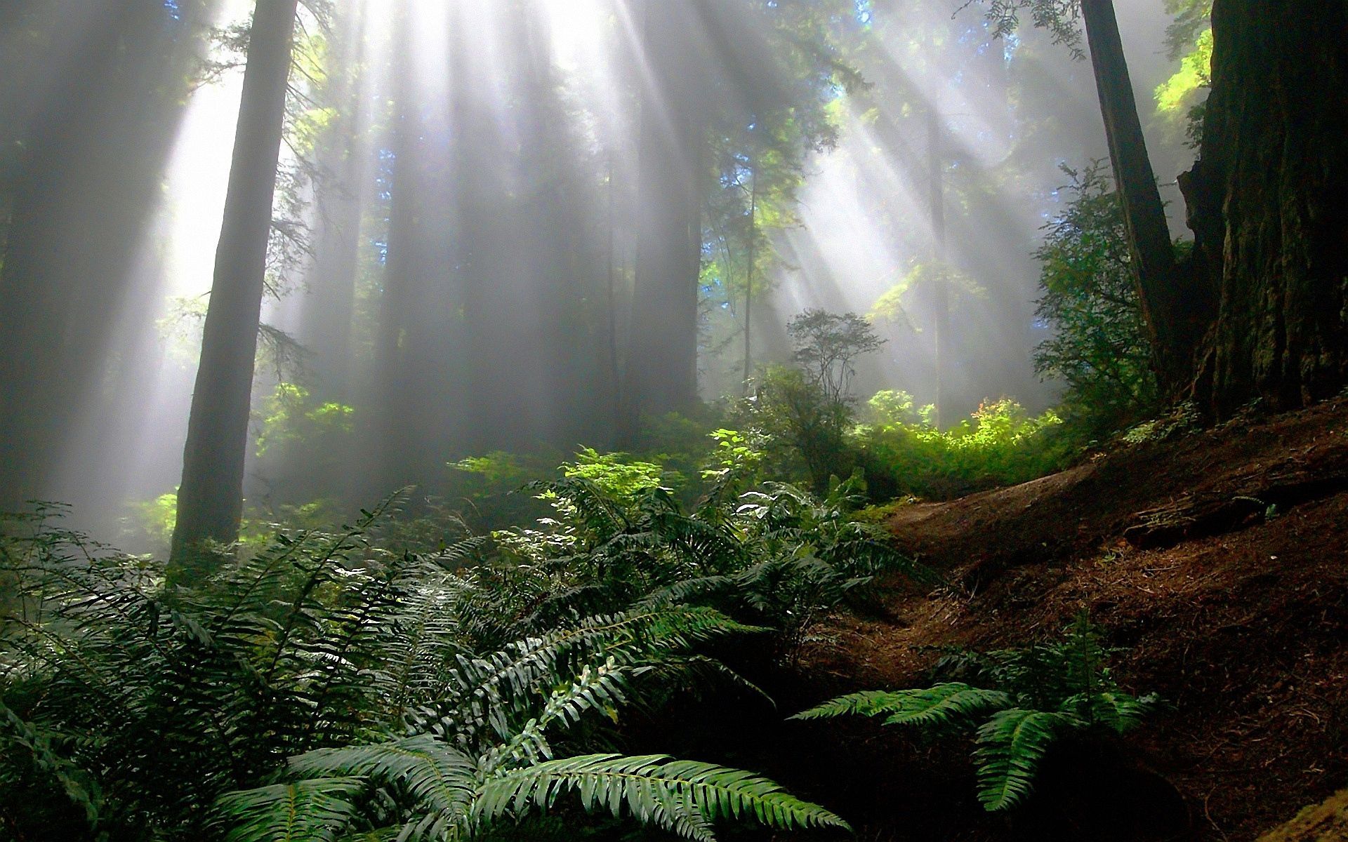 Enchanted- 920×200 pixels. Forest picture, Enchanted forest, Forest wallpaper